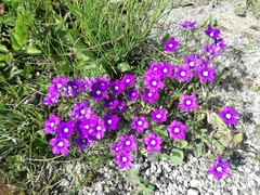 Legousia speculum-veneris