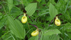 Cypripedium calceolus