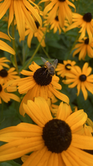 Eristalis tenax