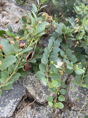 Capparis orientalis