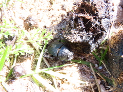 Scarabaeus intricatus