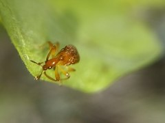 Attelabidae