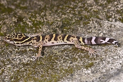 Goniurosaurus liboensis