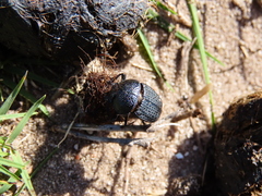 Scarabaeus intricatus