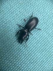 Scarites subterraneus