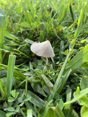 Conocybe apala