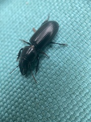 Scarites subterraneus