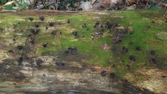 Stemonitis splendens