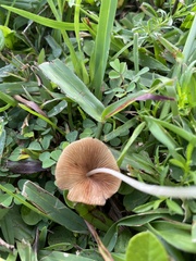 Conocybe apala