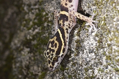 Goniurosaurus liboensis