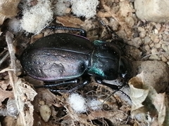 Carabus nemoralis