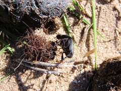 Scarabaeus intricatus