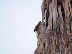 Falco tinnunculus canariensis