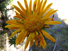 Oedera capensis