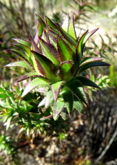 Oedera capensis