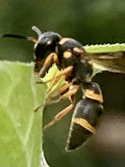 Parancistrocerus perennis