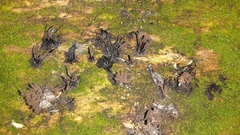 Stemonitis splendens