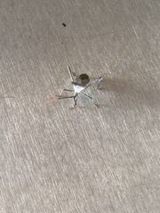 Acanthocephala alata