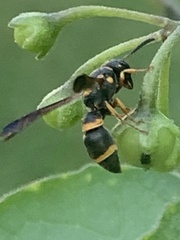 Parancistrocerus perennis
