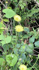 Pyrrhopappus carolinianus