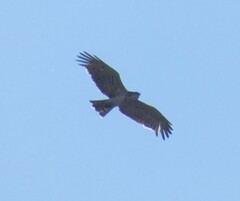 Circaetus gallicus