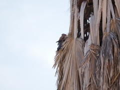 Falco tinnunculus canariensis