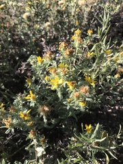 Heterotheca villosa