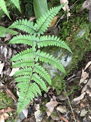 Athyrium otophorum