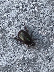 Callistethus marginatus