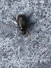 Callistethus marginatus