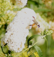 Macroglossum stellatarum