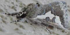 Euscirrhopterus gloveri