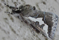 Euscirrhopterus gloveri