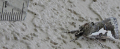Euscirrhopterus gloveri