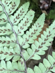 Athyrium otophorum