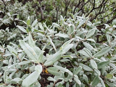 Salix lapponum