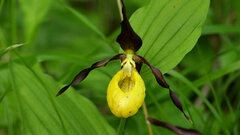 Cypripedium calceolus