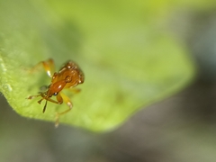 Attelabidae