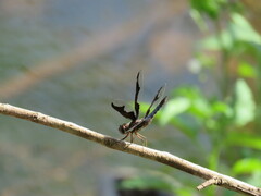 Palpopleura portia