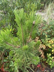 Pinus