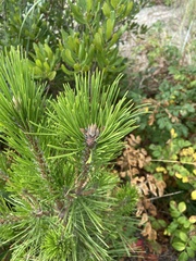 Pinus