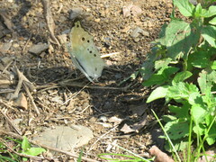 Protogoniomorpha parhassus