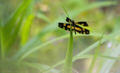 Rhyothemis variegata