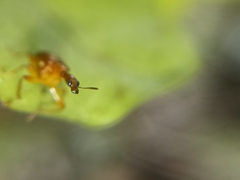 Attelabidae