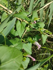 Calystegia sepium spectabilis