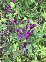 Vernonia gigantea