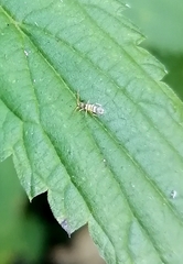 Entomobrya