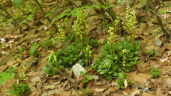 Pyrola chlorantha