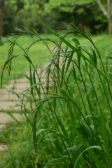 Elymus tsukushiensis