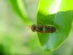 Stratiomyini